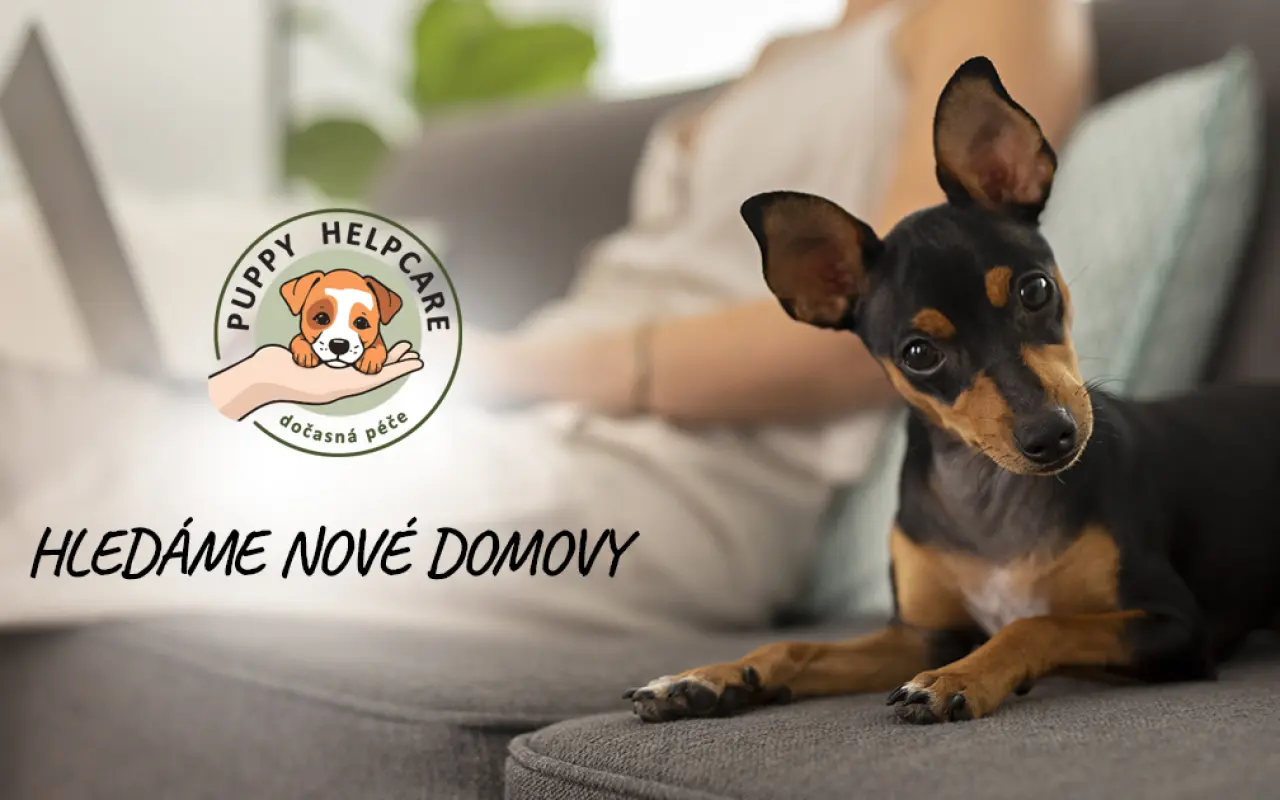 Podpořili jste pejsky čekající na nový domov