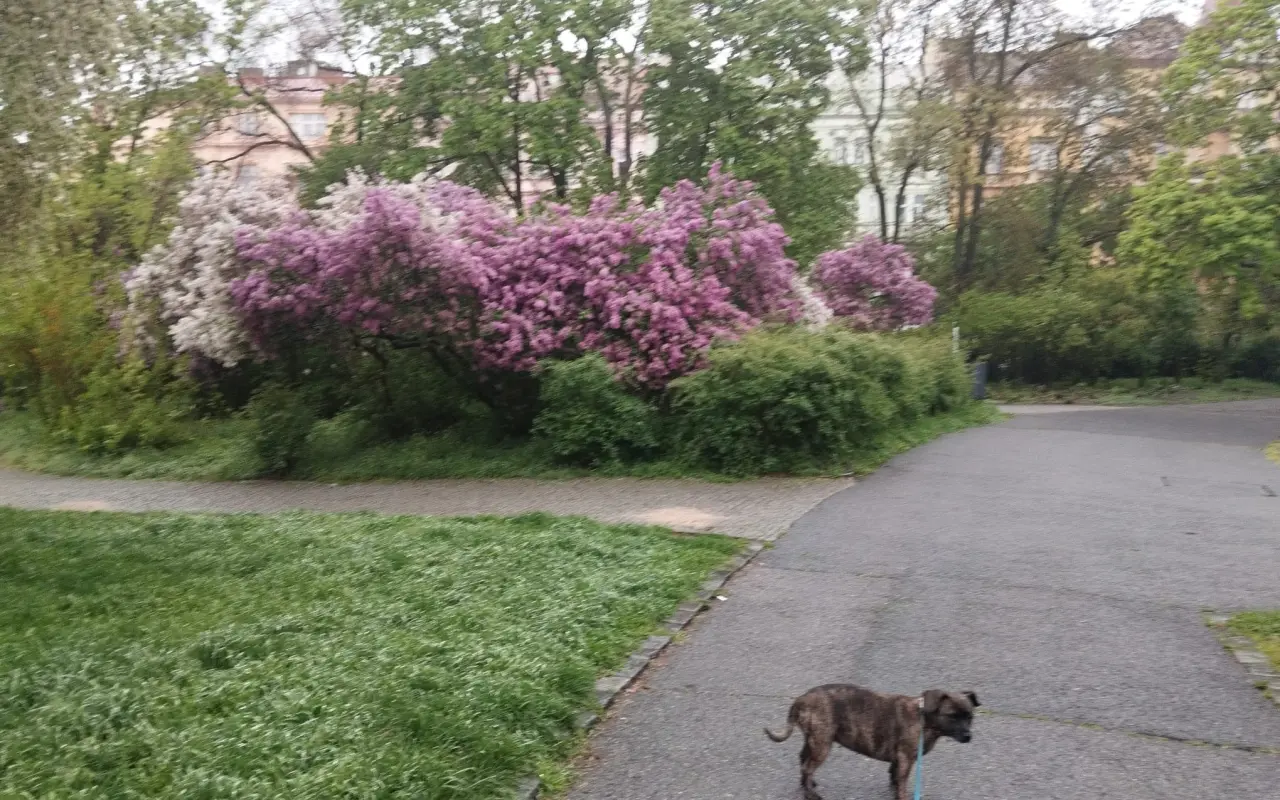 Pomozte Rozince opět běhat