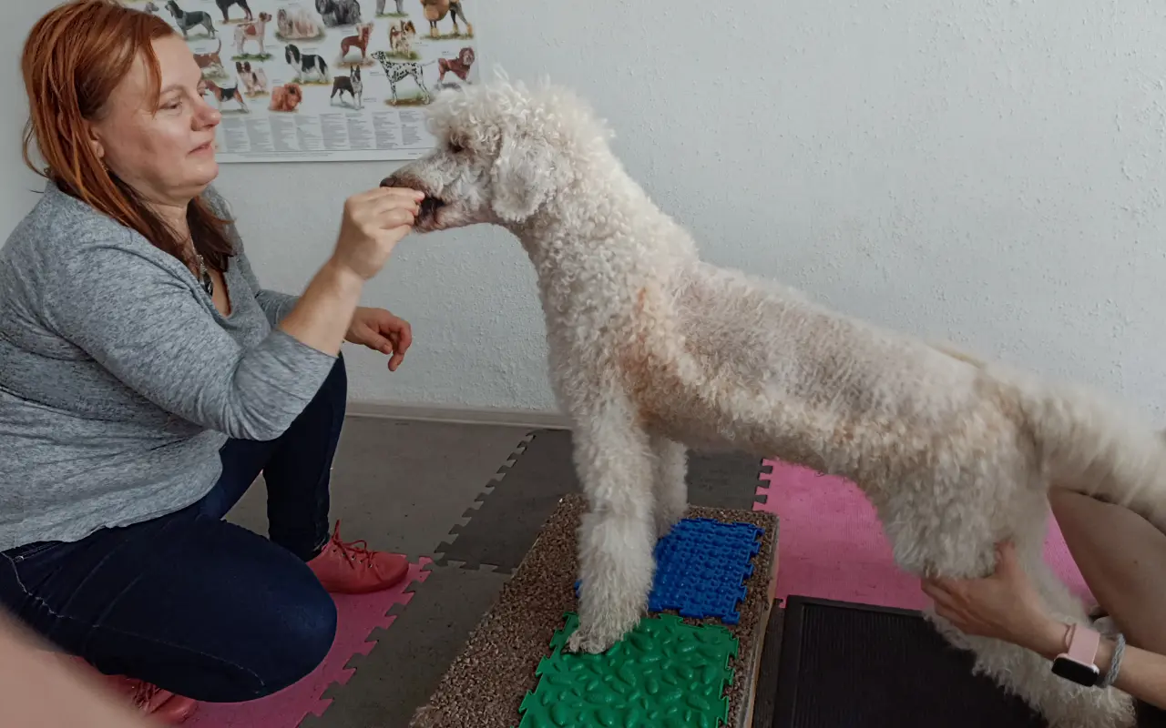 Operace pro pudlinku Abynku