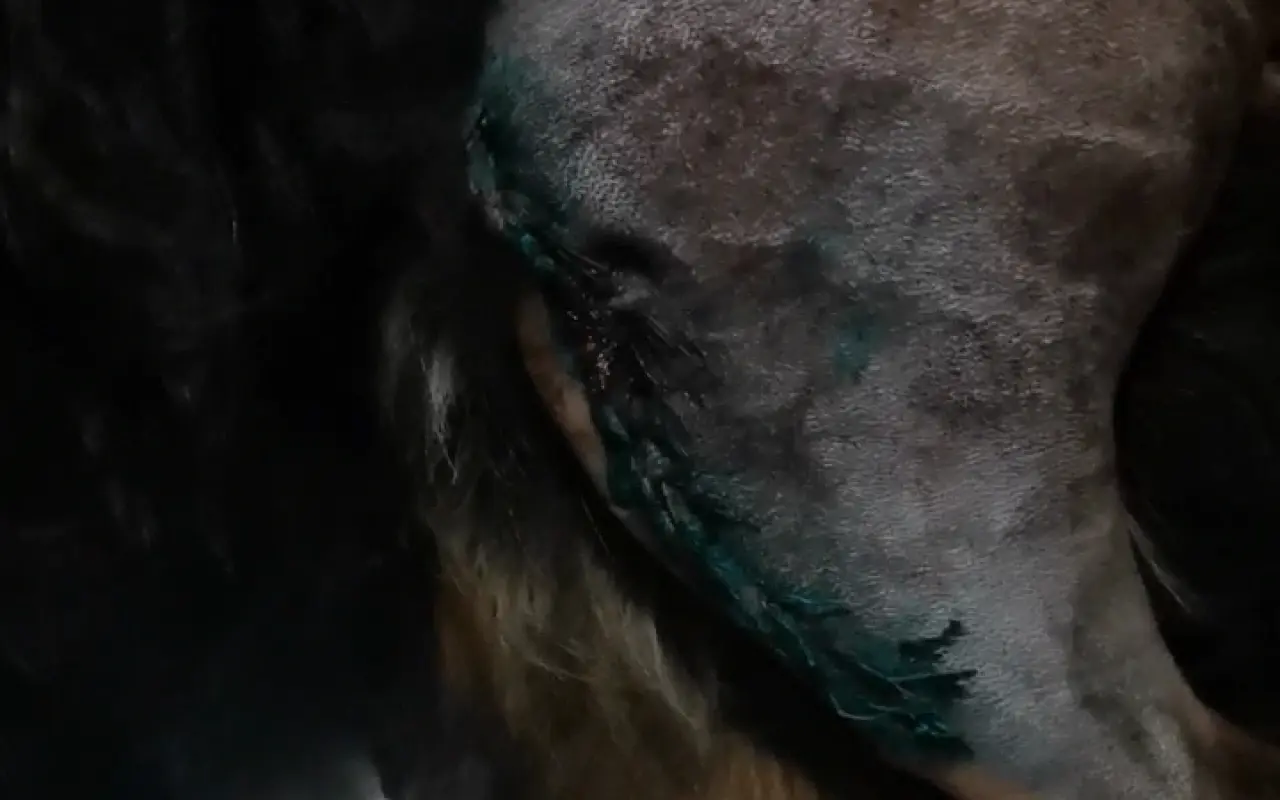 Pomozte Maxovi znovu běhat! 🐾