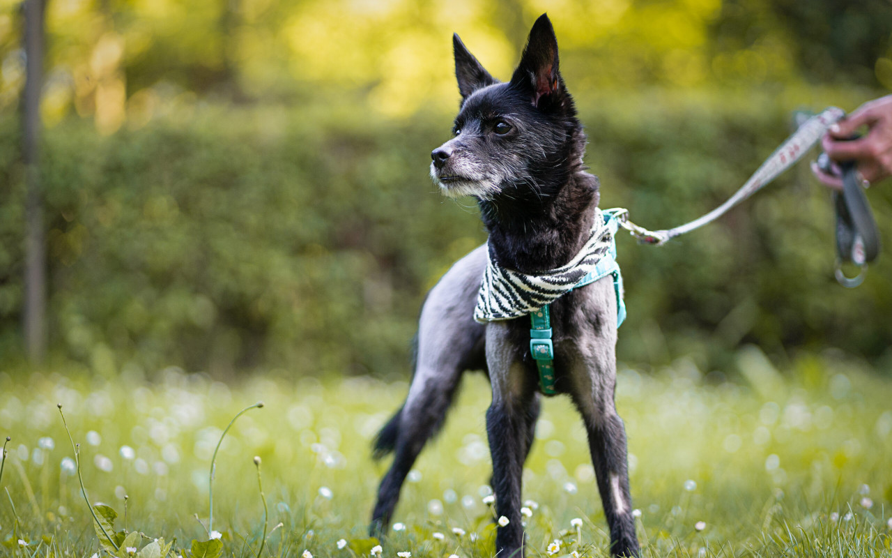 Pomohli jste pejskům Štaflíkovi a Špagetce přispět na veterinární vyšetření