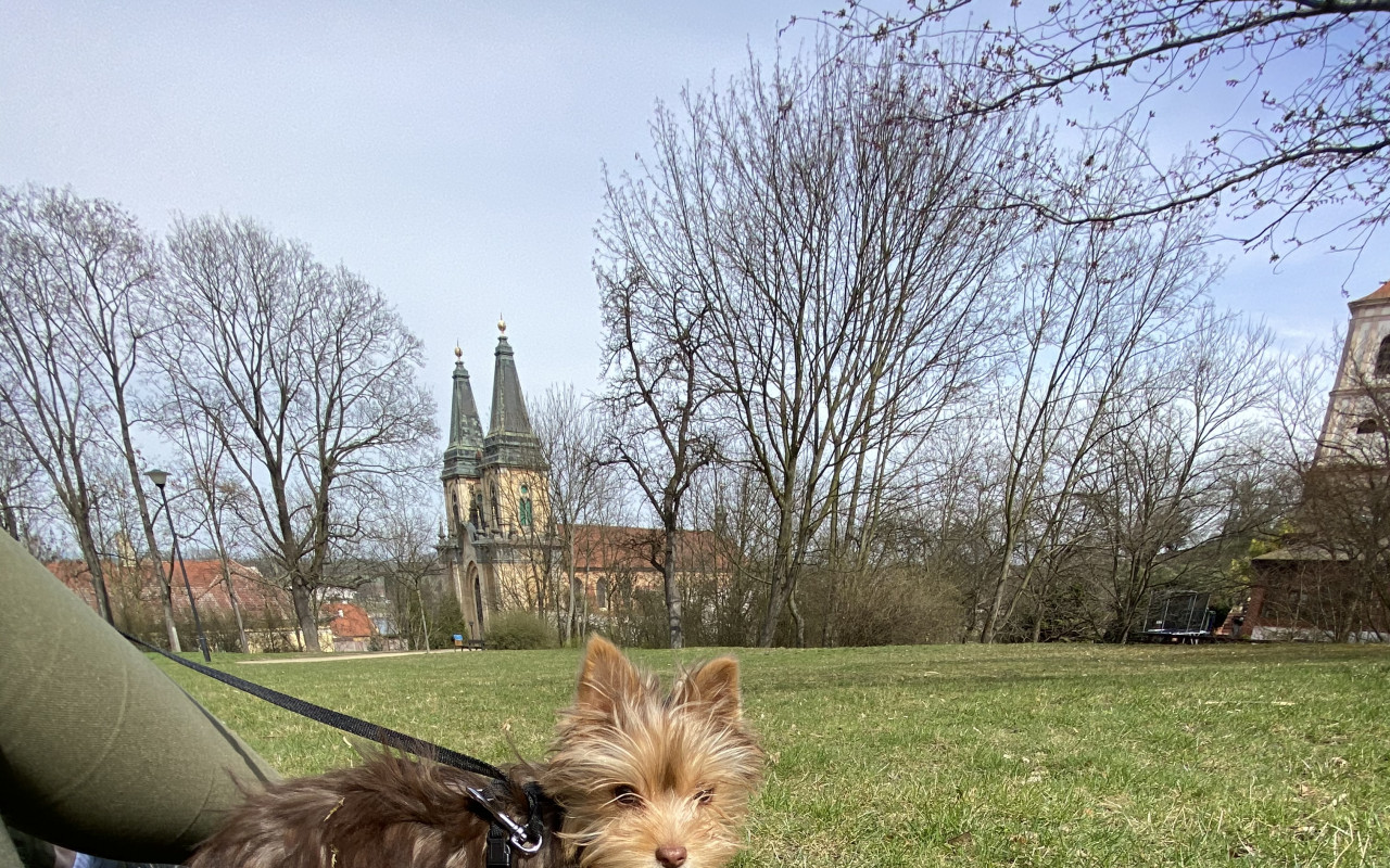 Přispěli jste na Vyšetření pro nemocnou fenku Maggie