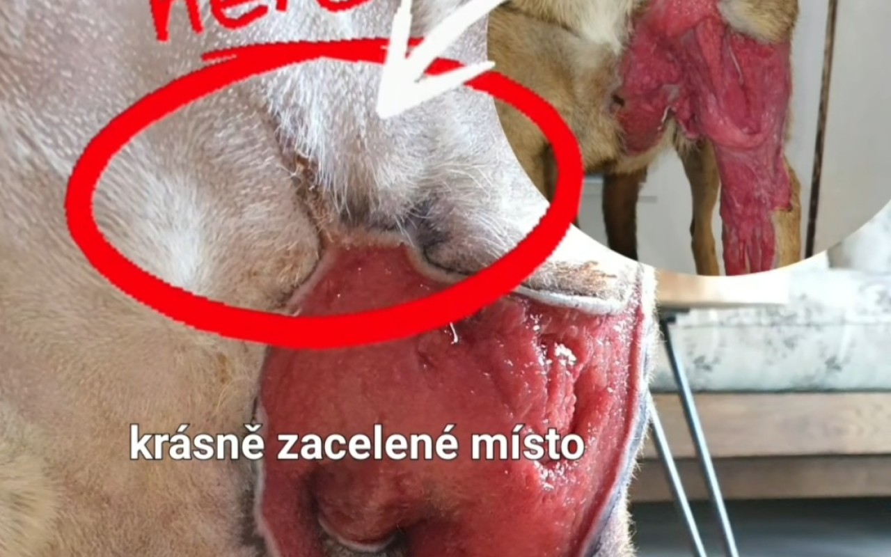 Pomohli jste Garmrovi v boji s těžkou infekcí