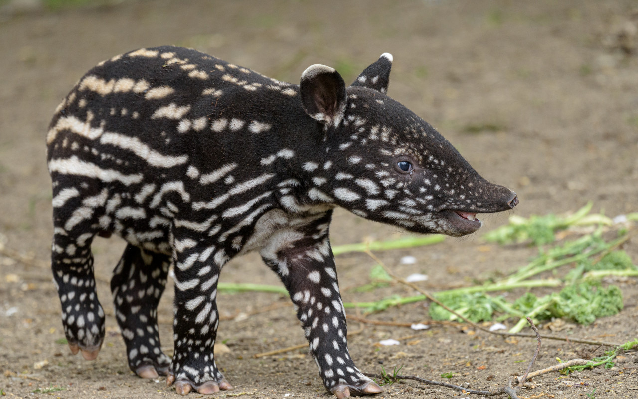 Podpořte tapírka Morse, který se narodil v Zoo Praha