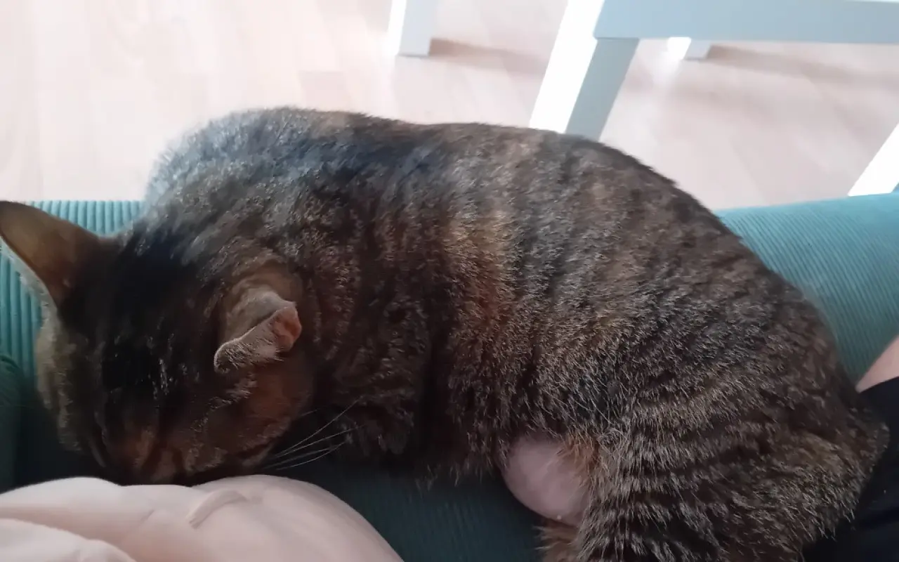Pomozte kočičce Líze porazit lymfom!