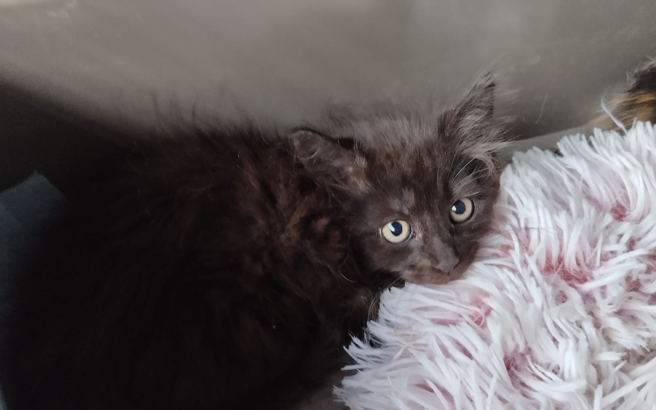 Složili jste se na kastraci a veterinární péči pro 20 opuštěných koťat z Kralup a okolí