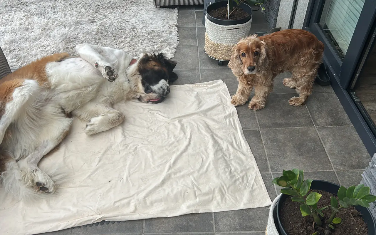 Pomohli jste zachránit bernardýna Alvara