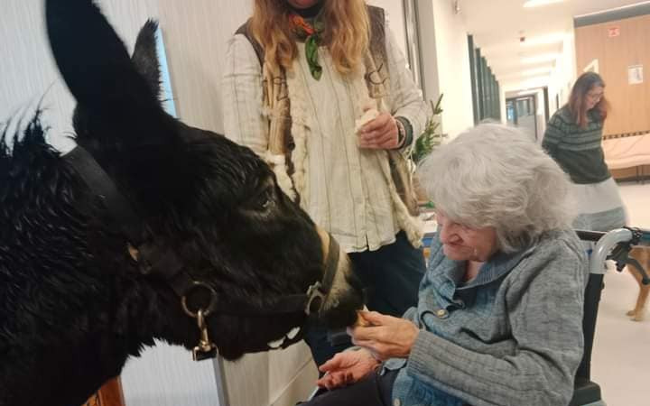 Auto plné zvířecí lásky a radosti