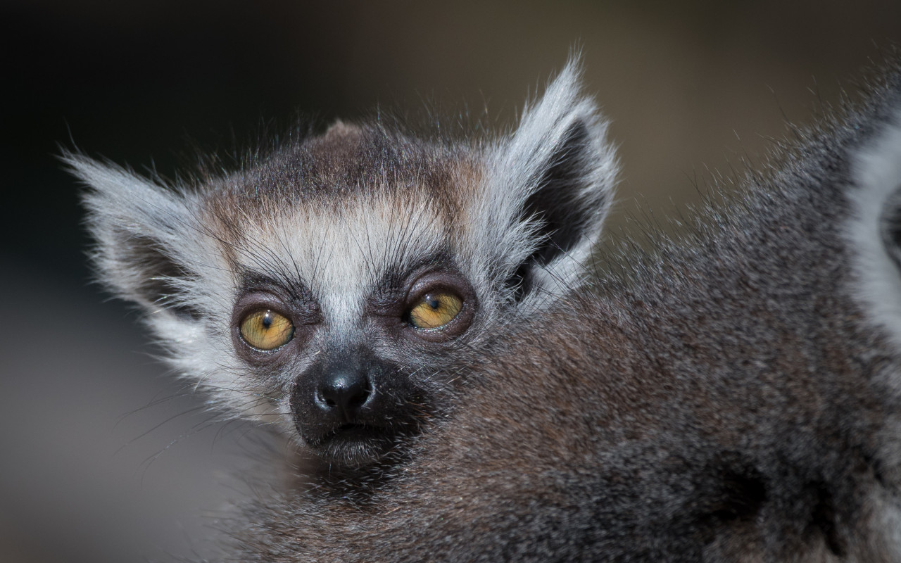 Podpořte dvojčata lemura kata, která se narodila v Zoo Praha v době karantény