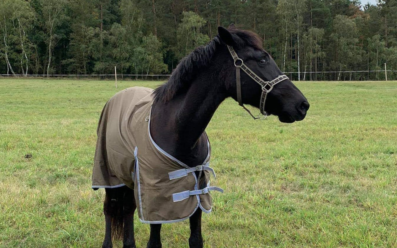 Pomozme zajistit nevidomé kobylce Kačence dlouhý a spokojený život