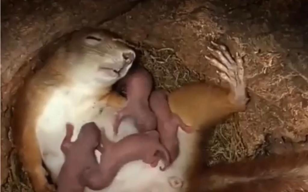 Pomohli jste Kukimu a jeho paničce nadále bojovat