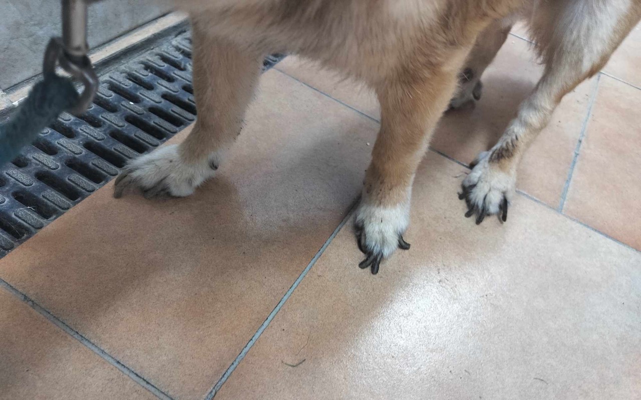 Pomohli jste pokrýt veterinární náklady zvířat v nouzi