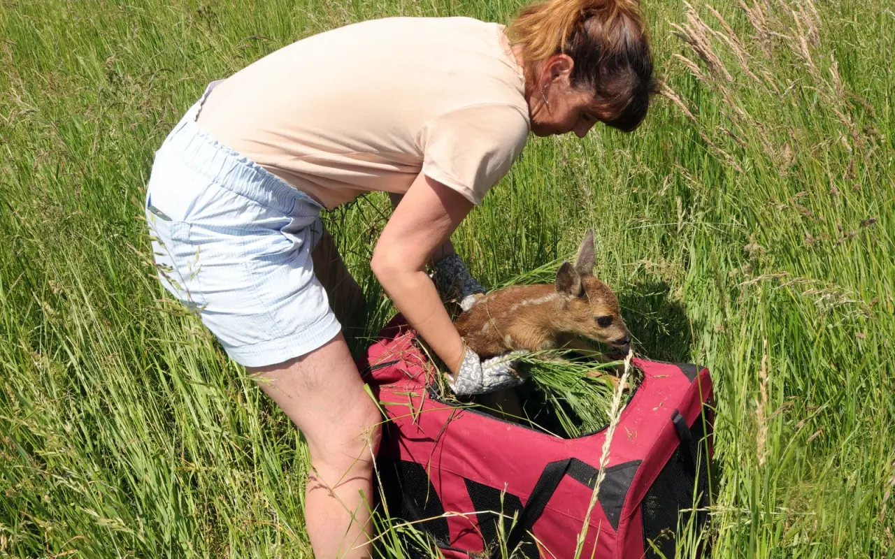 Pomohli jste zachránit srnčata před sekačkou