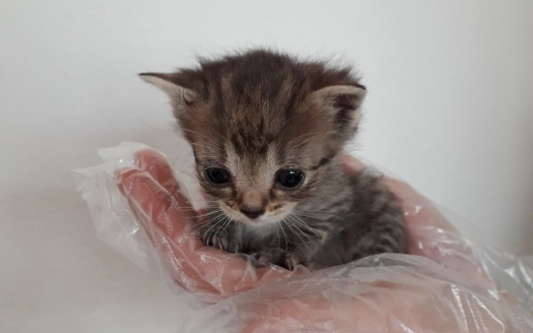 Přispějte na veterinární péči pro opuštěná zvířátka