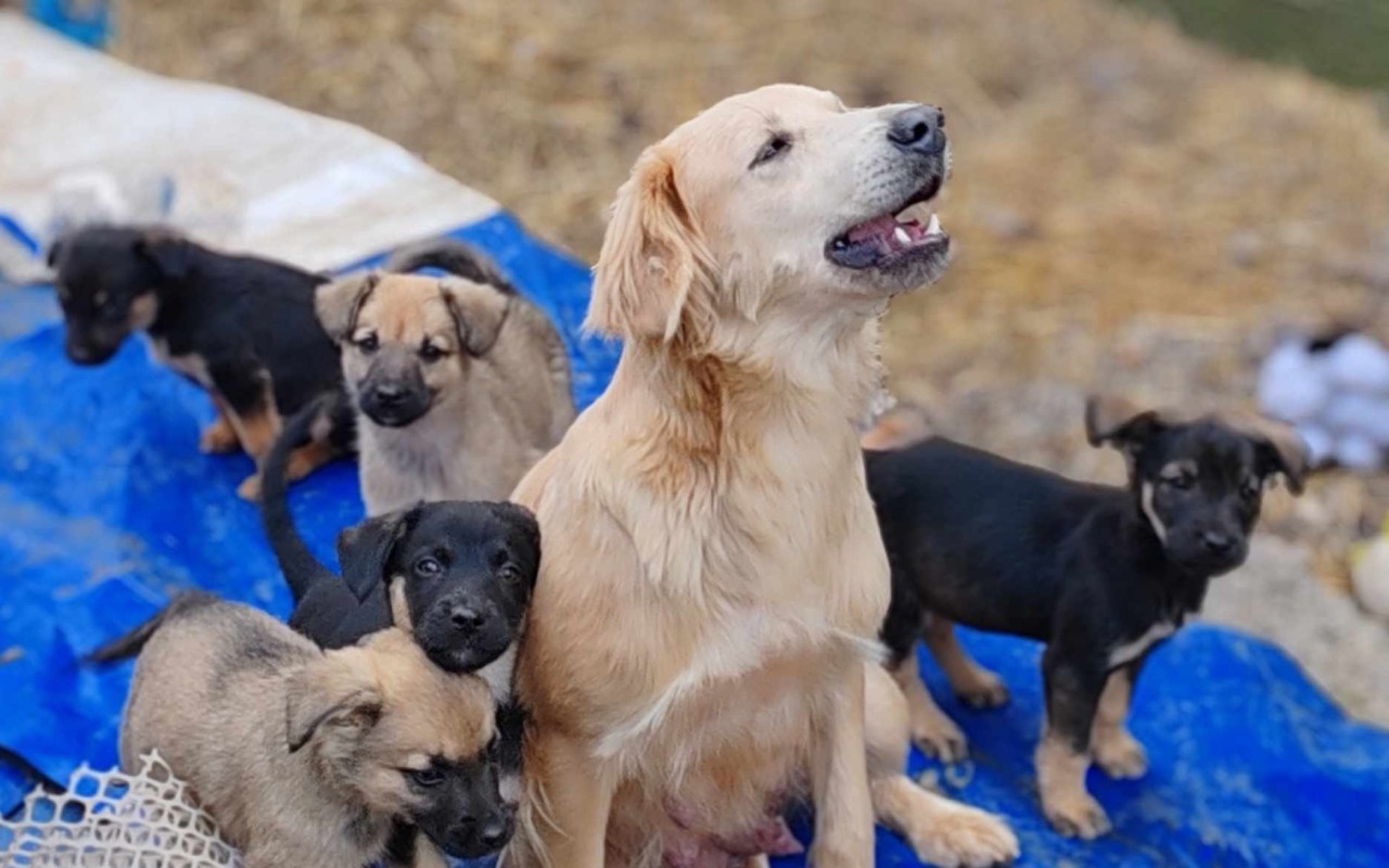 Podpořili jste FARMU HAPPY, aby mohla dále pomáhat