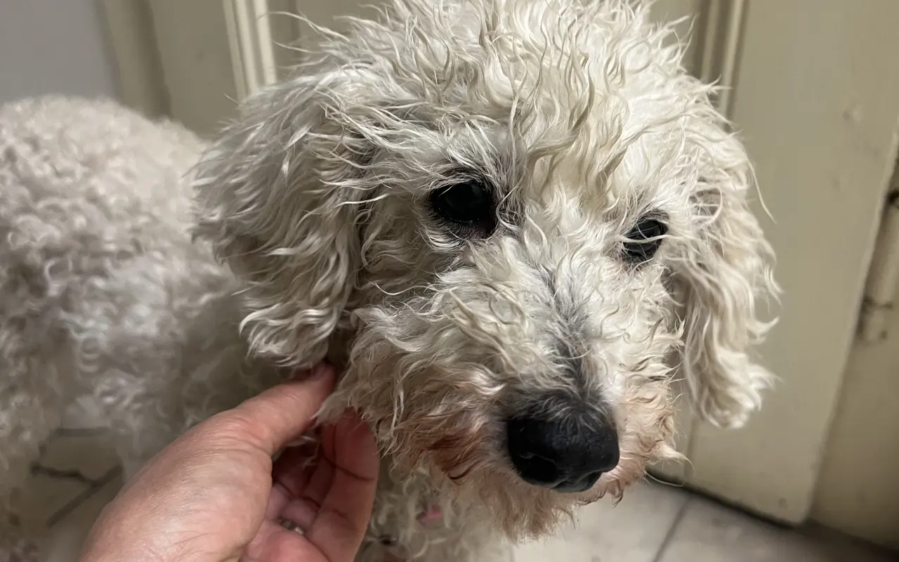 Operace pro Chanelku 💜