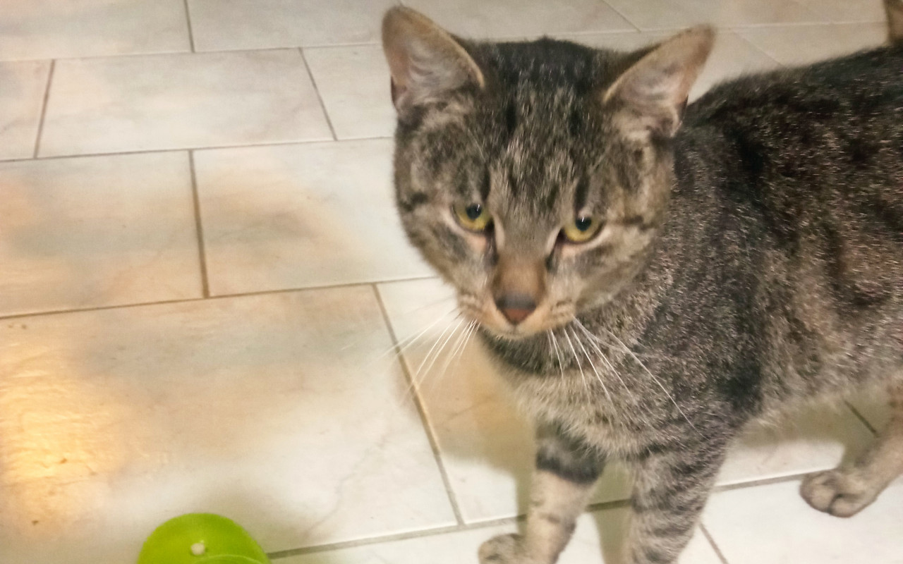 Přispěli jste na ošetření u veterináře a krmivo pro zachráněné kočičky
