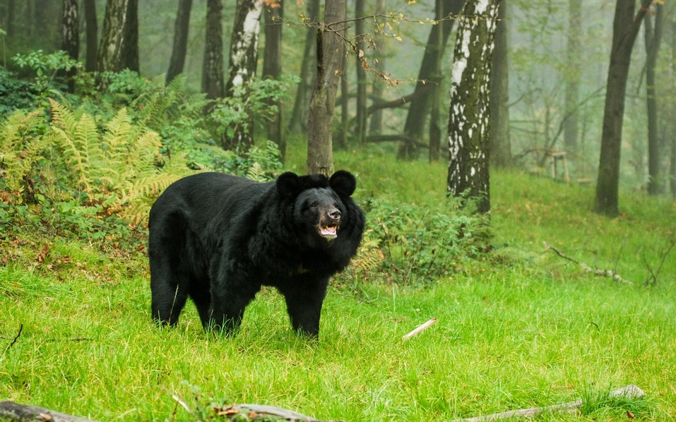 Pomohli jste zvířátkům ze Zoo Ostrava