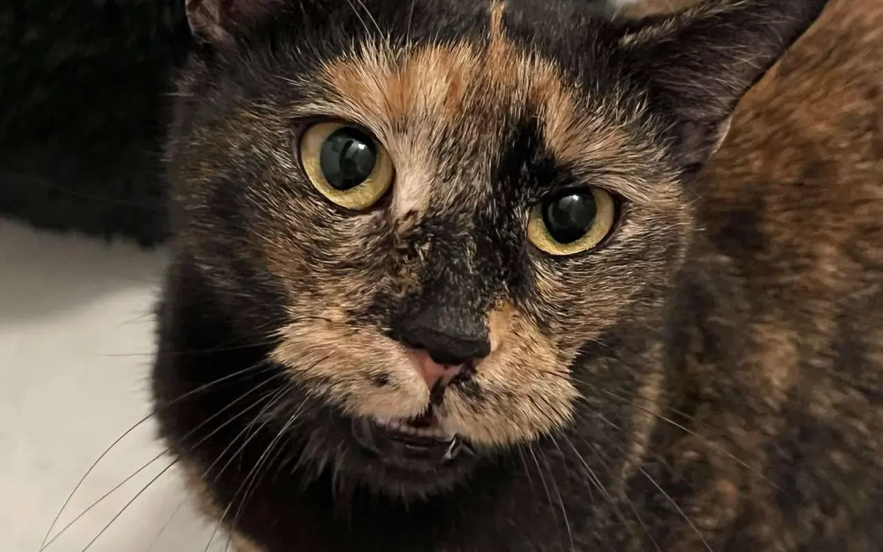 🐾 Pomozte Rozárce znovu se nadechnout 💔