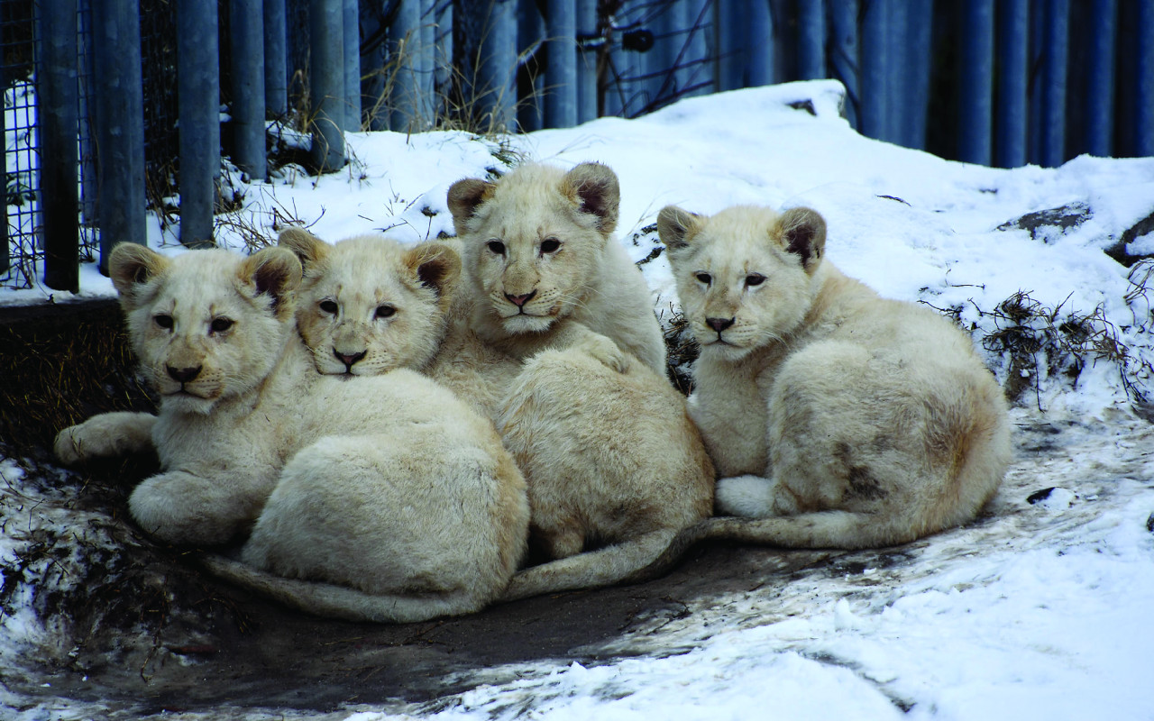 Podpořili jste zvířata ze Zoo Hodonín