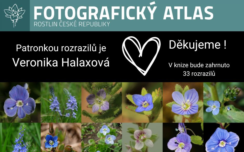 Fotografie všech českých rostlin v jedné KNIZE? Pojďme to dotáhnout!