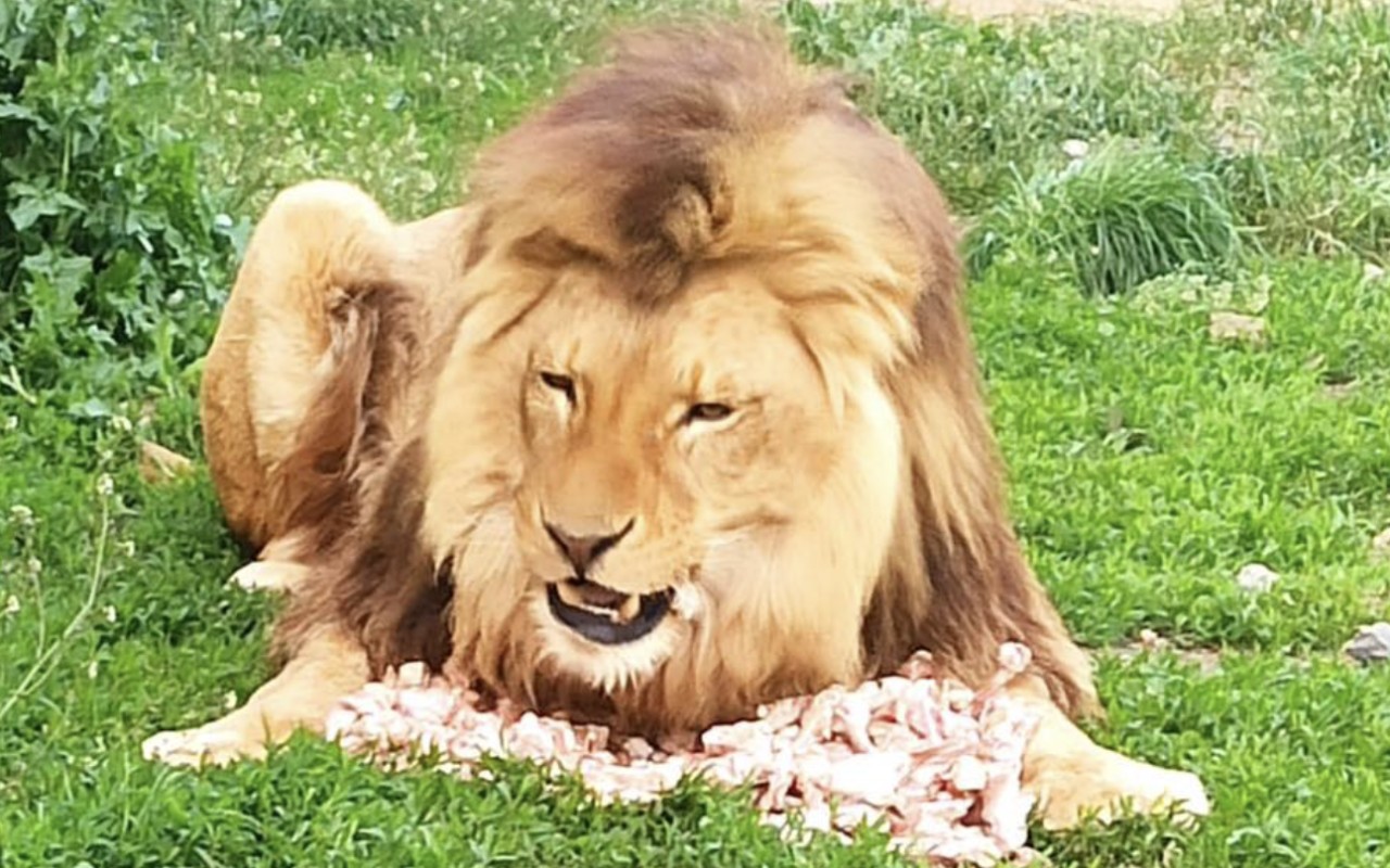 Pozvi zvíře na oběd v Animal parku Rabina