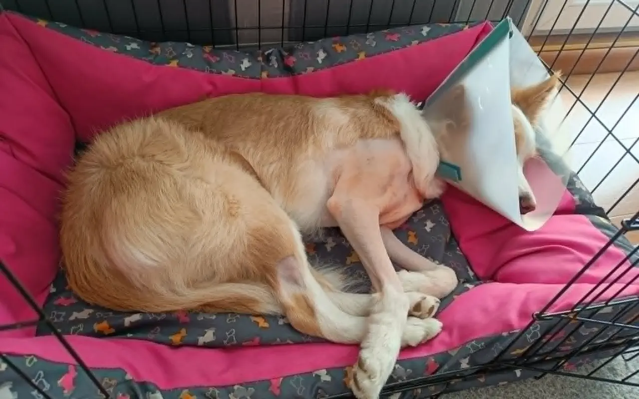 Pomozte Shelbynce zase běhat bez bolesti