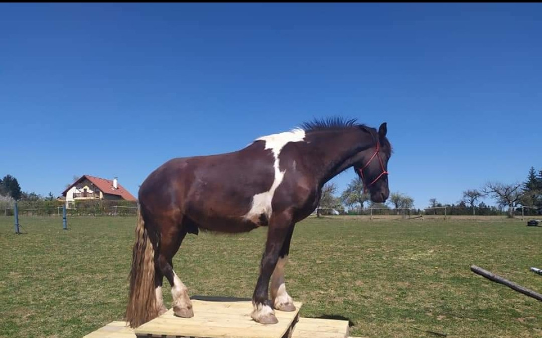 Pomoc Arakainovy alias Pegas