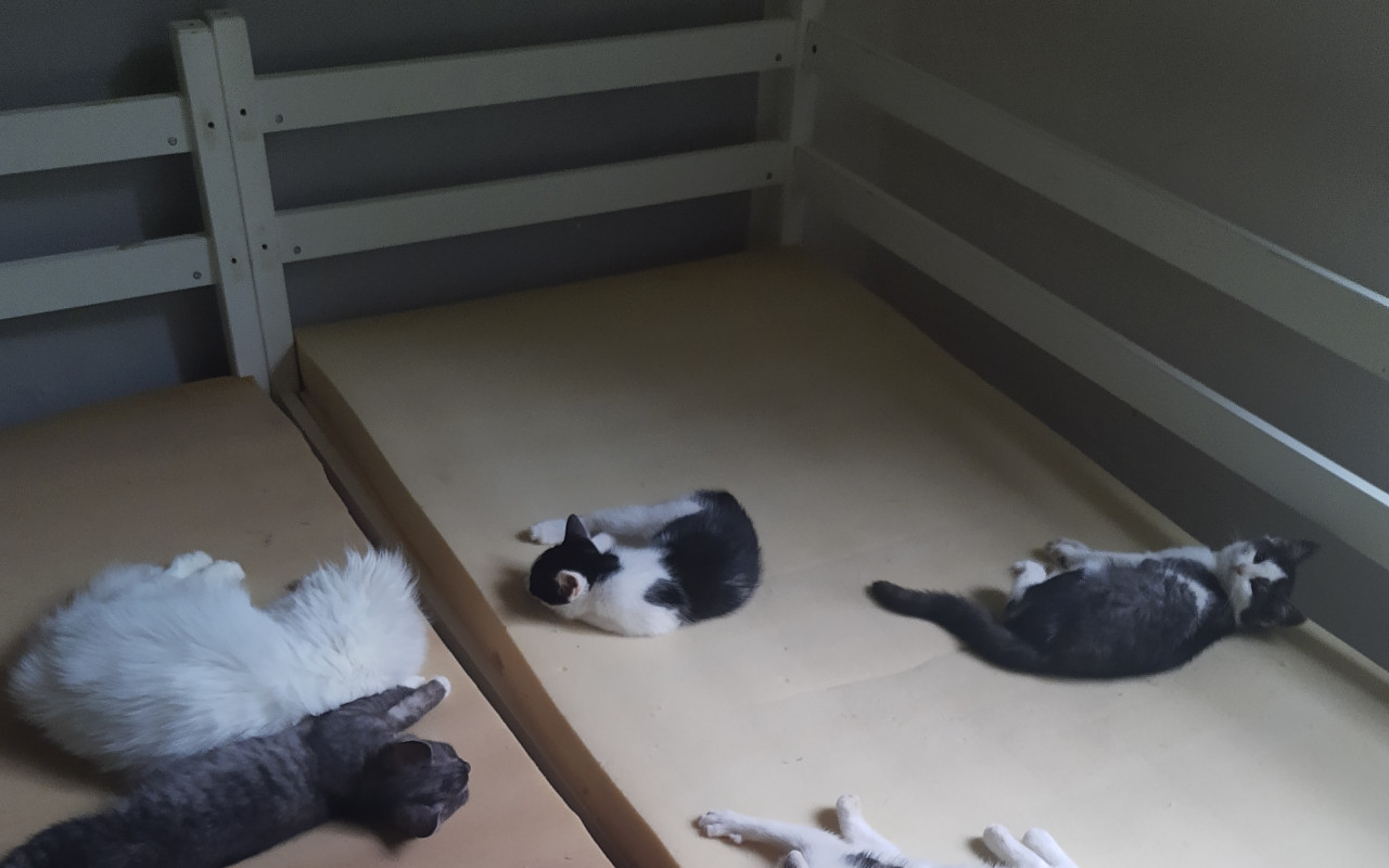 Pomohli jste kočičkám žít kvalitnější život