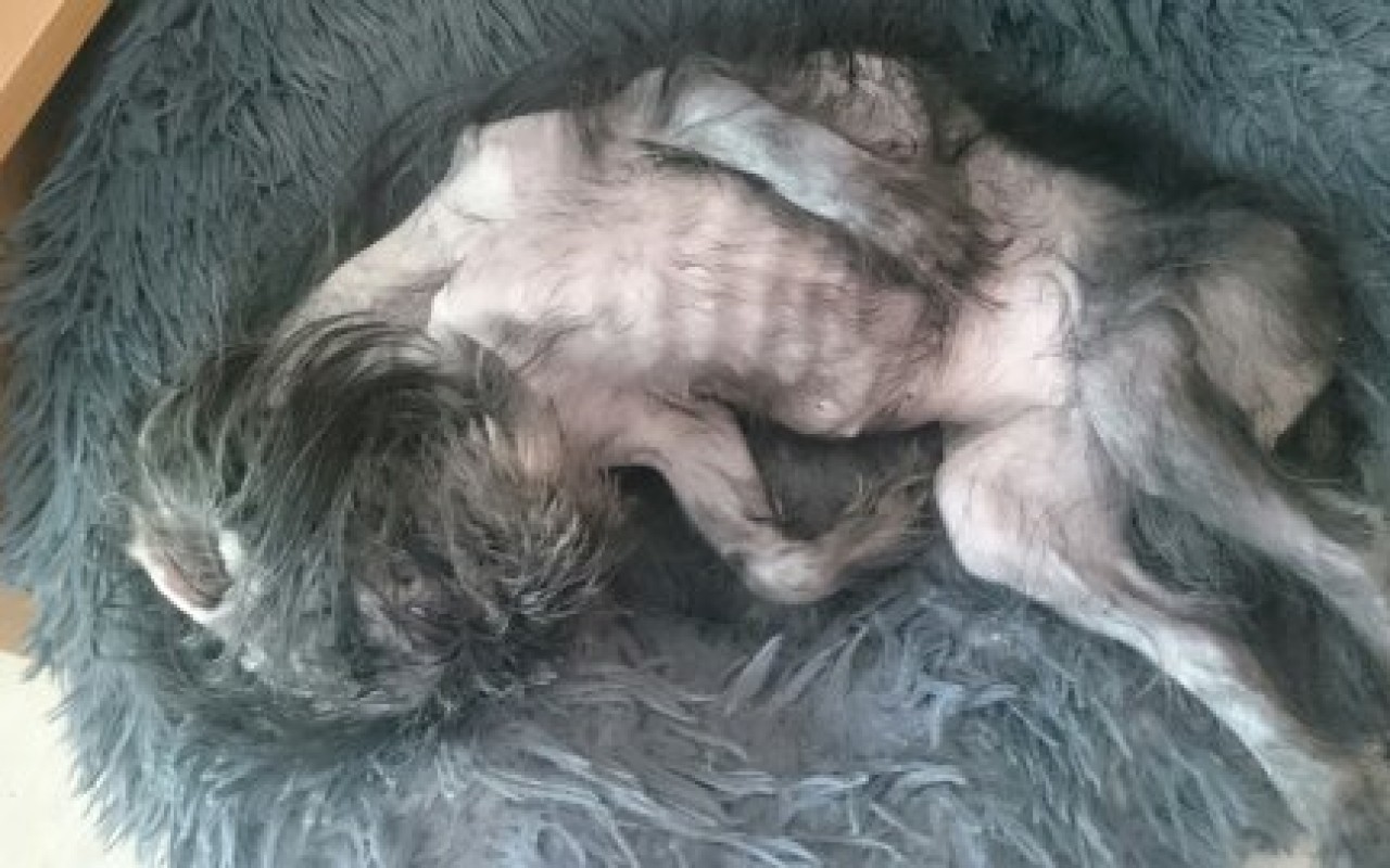 Aby mohly zachraňovat dál - pomohli jste přispět na auto pro spolek Shih-tzu v nouzi