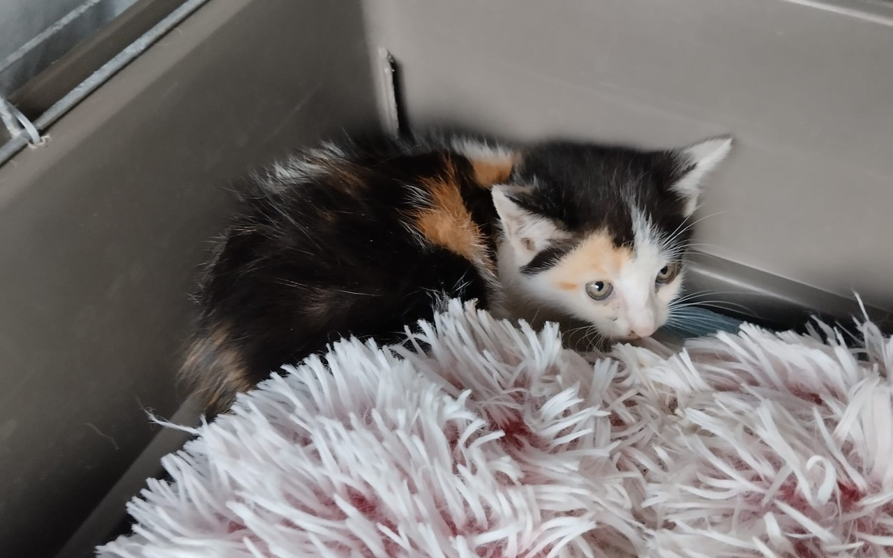 Složili jste se na kastraci a veterinární péči pro 20 opuštěných koťat z Kralup a okolí