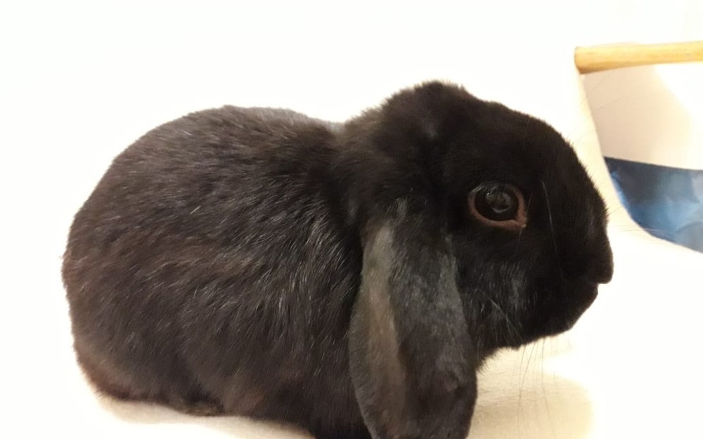 Přispějte na veterinární péči pro opuštěná zvířátka