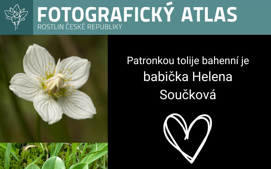 Fotografie všech českých rostlin v jedné KNIZE? Pojďme to dotáhnout!