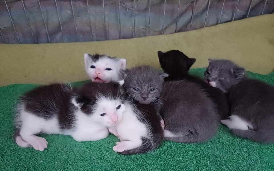 Pomohli jste kočkám pro Kočky u Katky