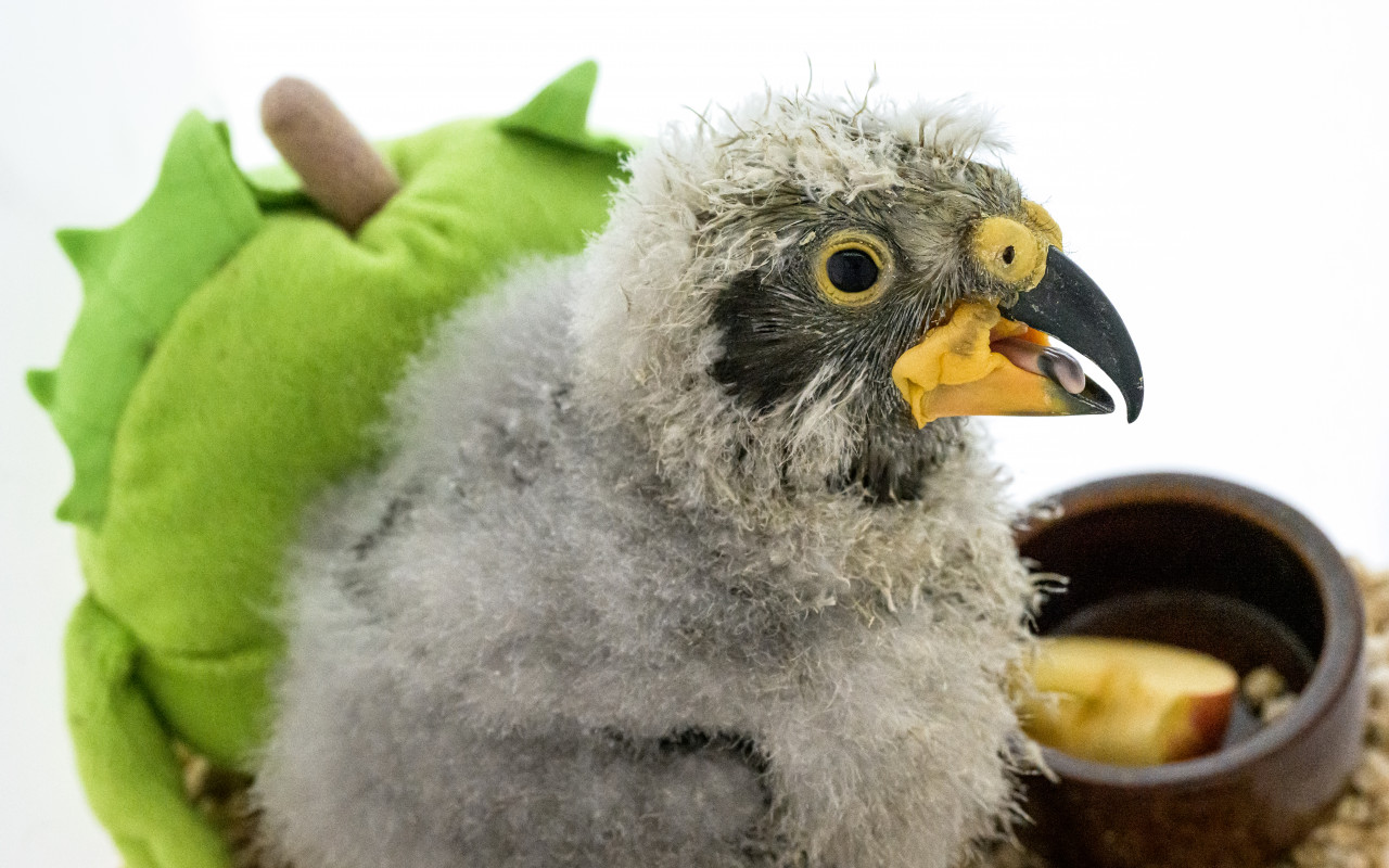 Podpořte nestora kea, který se narodil v Zoo Praha