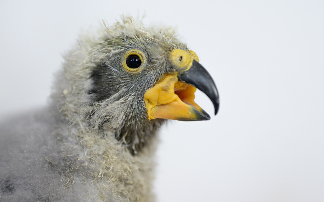 Podpořte nestora kea, který se narodil v Zoo Praha