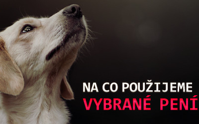 Pomozme spolku PES nejvěrnější přítel vybudovat Azyl pro zachráněné psy