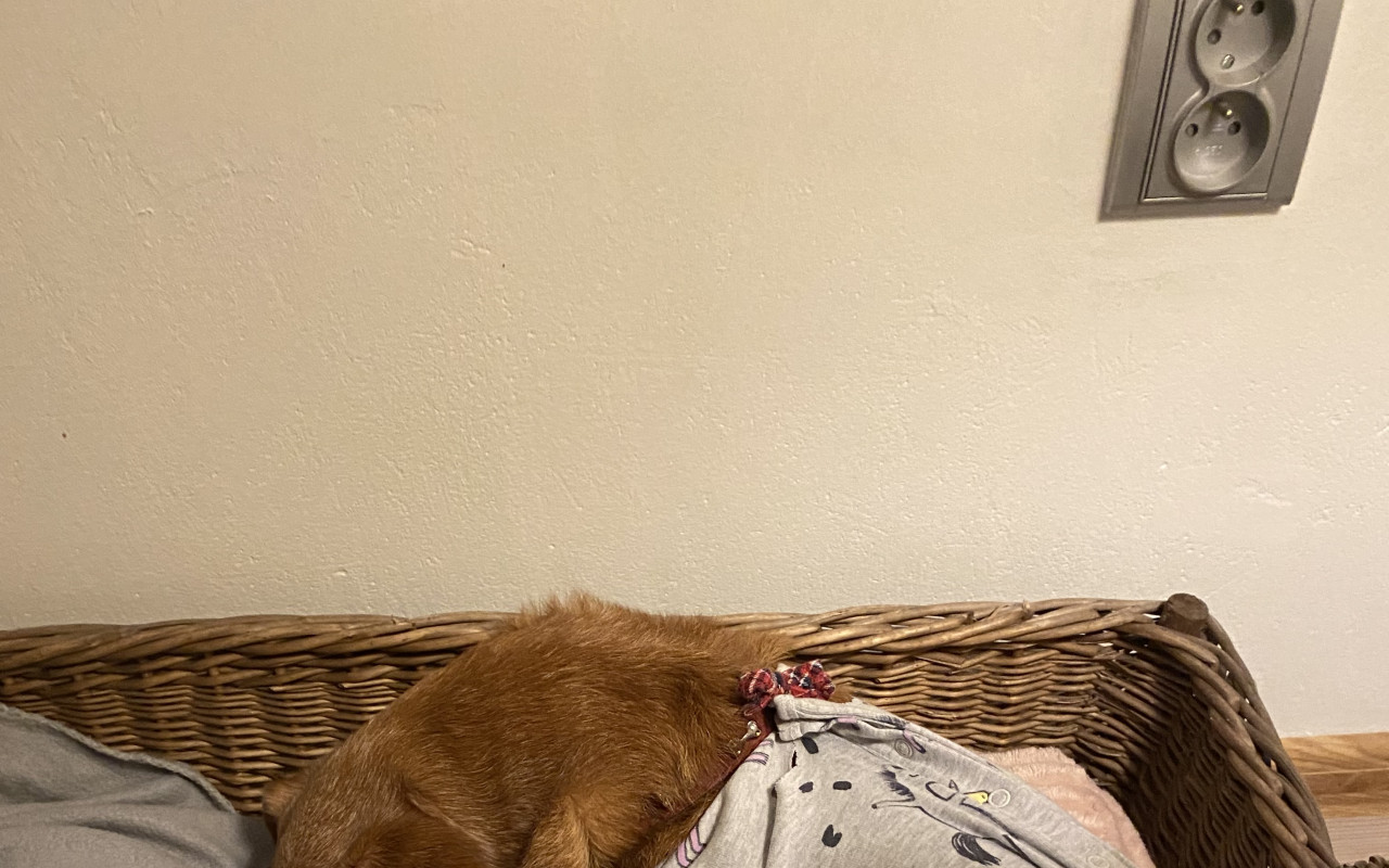Bettynka, Míla, Jeff a další zvířátka prosí o příspěvek na veterinu