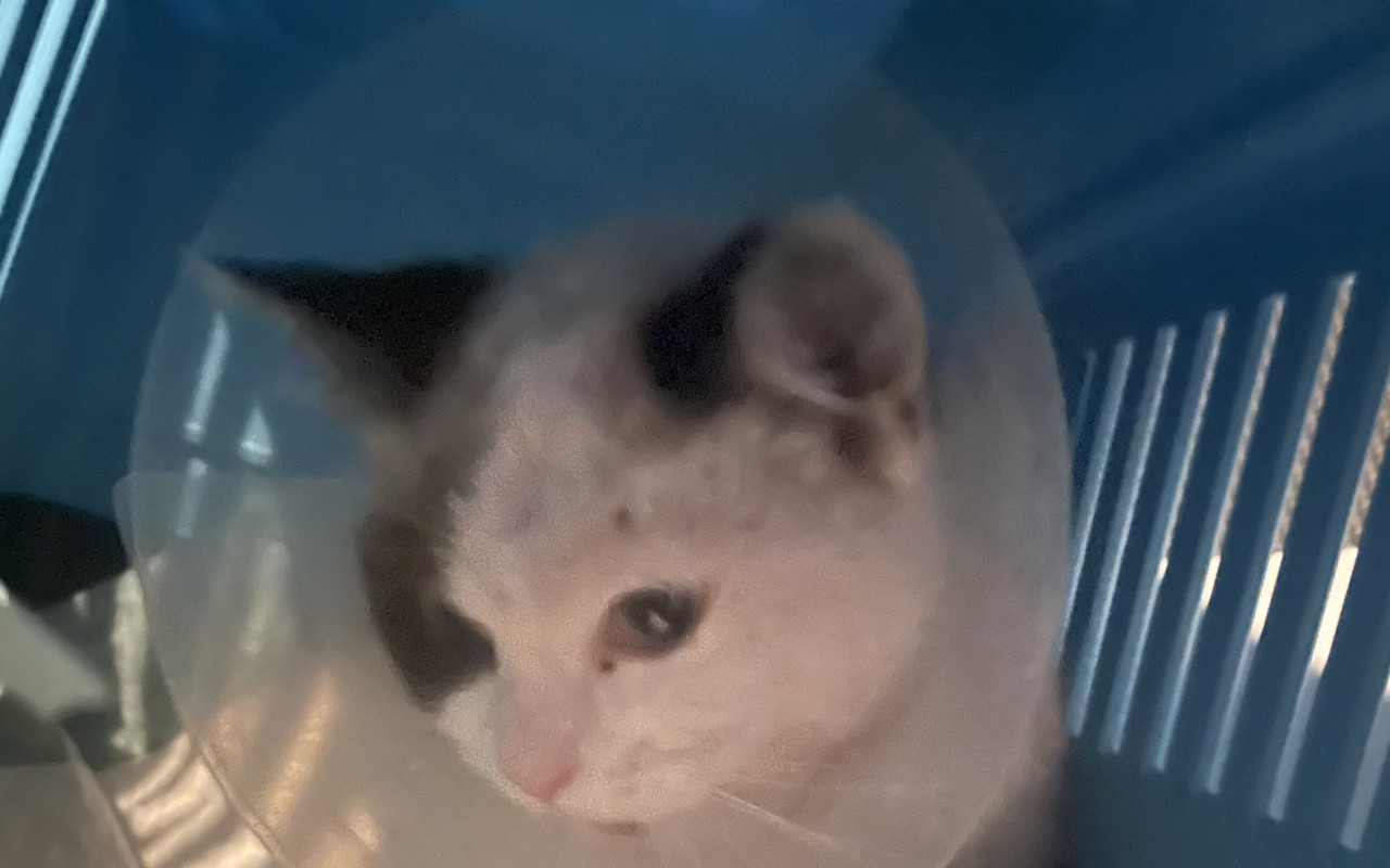 Přispěli jste na veterinární ošetření kočičky Dolly