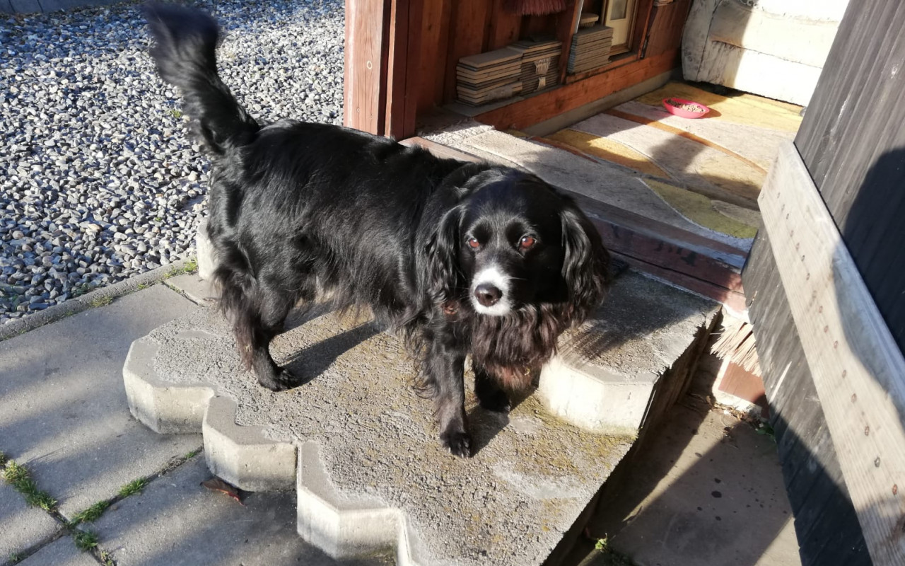 Složili jste se na veterinární ošetření fenky Barunky