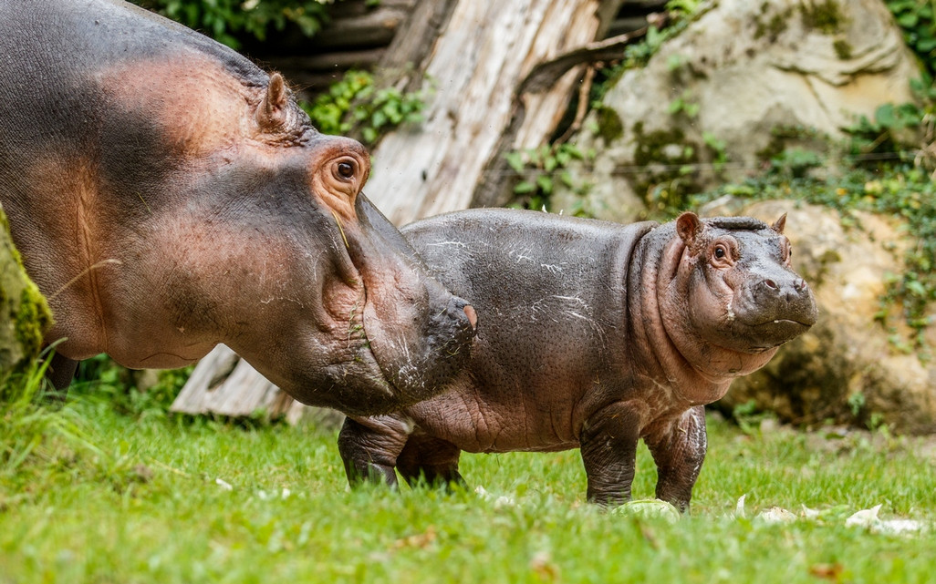 Pomohli jste zvířátkům ze Zoo Ostrava
