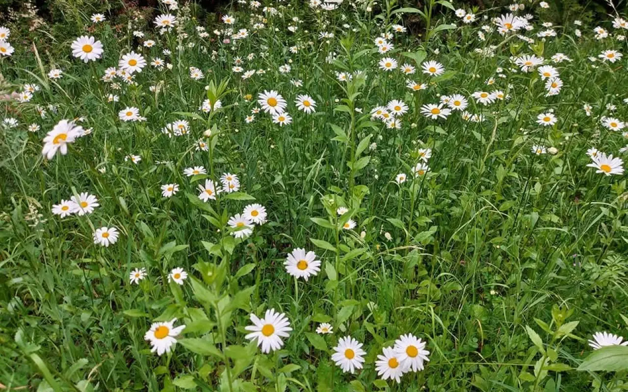 Podpořte bylinkový projekt Azeret Herbs