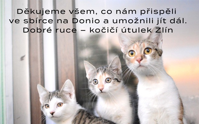 Pomohli jste spolku Dobré ruce dále zachraňovat kočky