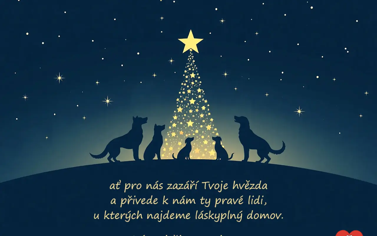 Pomoc opuštěným psím stařečkům