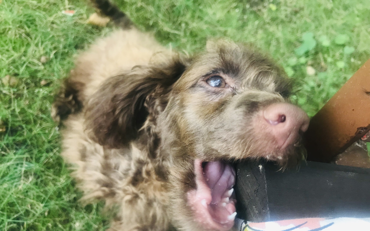 Pomohli jste přispět na veterinární péči pro Jamieho