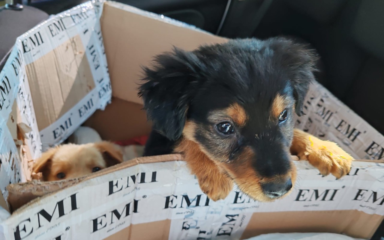 Podpořili jste FARMU HAPPY, aby mohla dále pomáhat