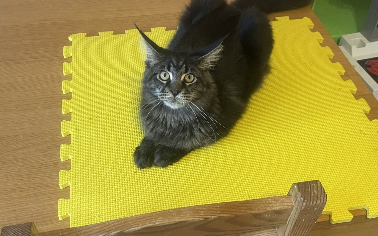 Podpořili jste pomoc s veterinárními náklady