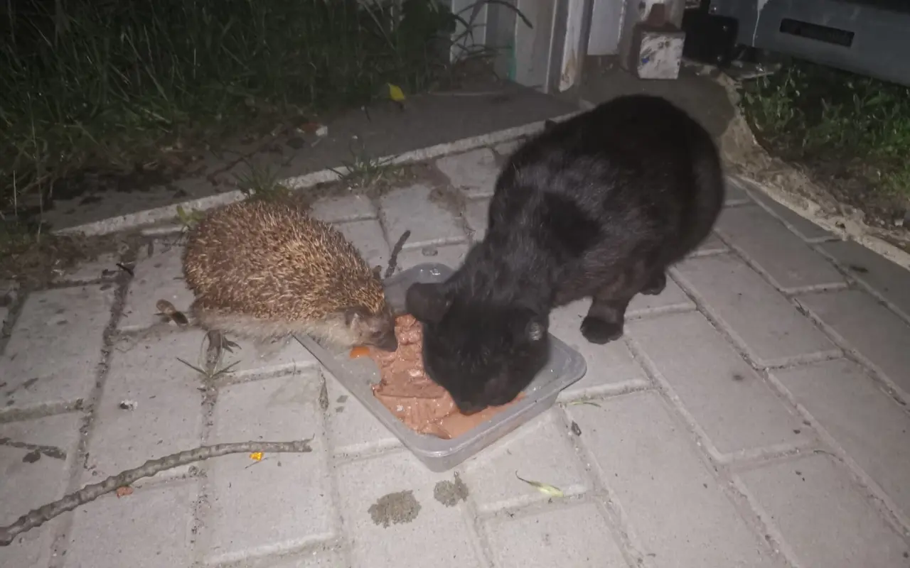 Pomohli jste kocourkům s bolavými zuby