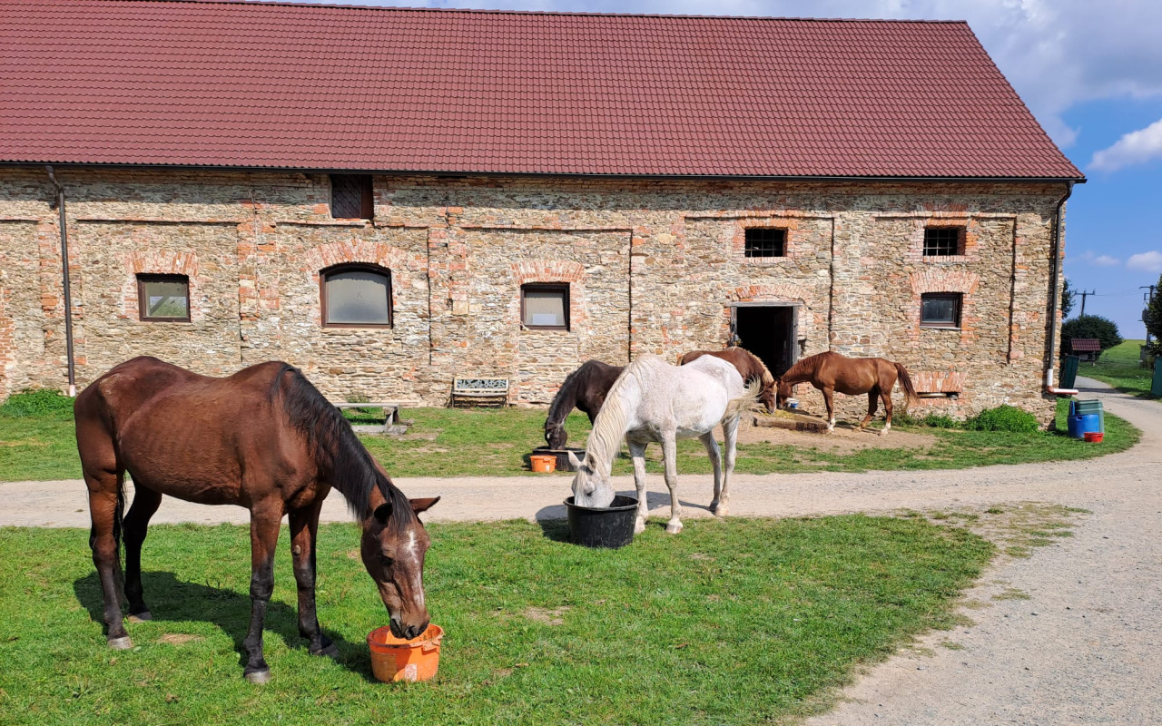 Podpořili jste Domov pro koně z.s.