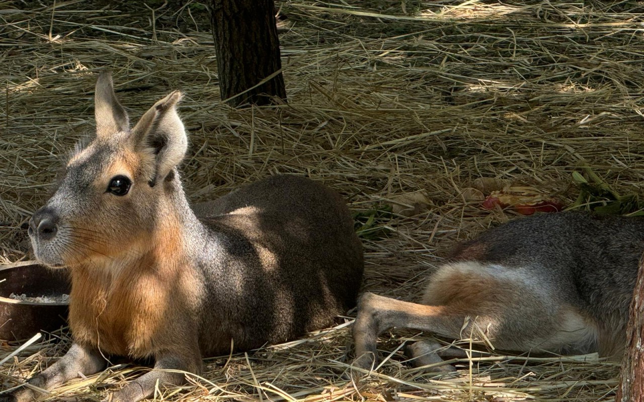 Pomohli jste Obůrce na zimní provoz